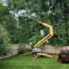 Best Storm Damage Tree Cleanup  in University Park, TX