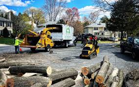 Reliable University Park, TX Tree Care Solutions