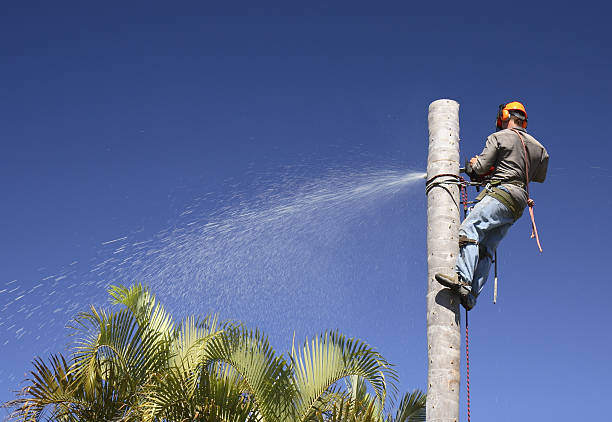 Best Commercial Tree Services  in University Park, TX